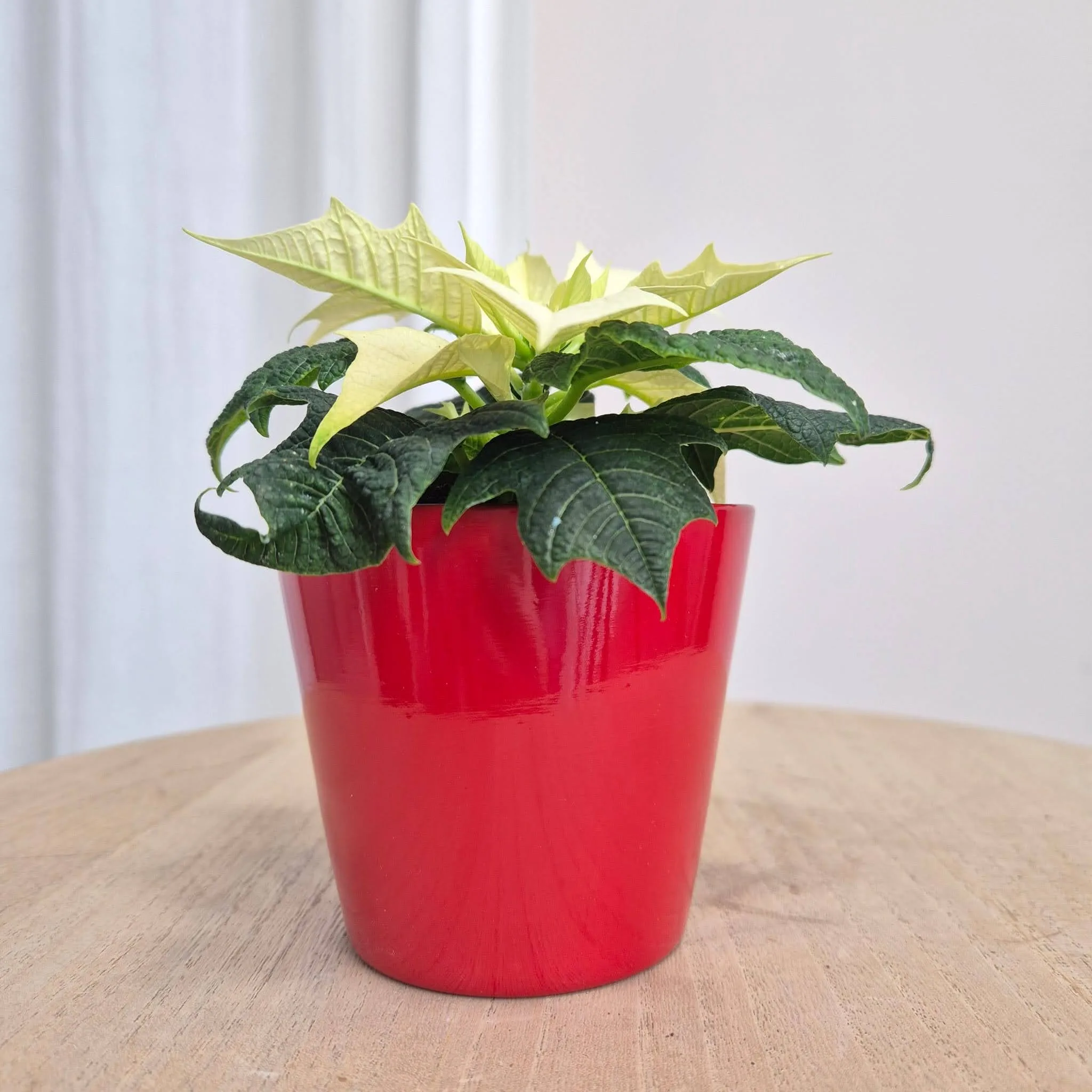 Osłonka ceramiczna czerwona połysk