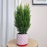 Osłonka na doniczkę ceramiczna biała świąteczna w czerwone gwiazdki 12cm