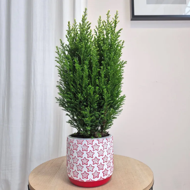 Osłonka na doniczkę ceramiczna biała świąteczna w czerwone gwiazdki 12cm