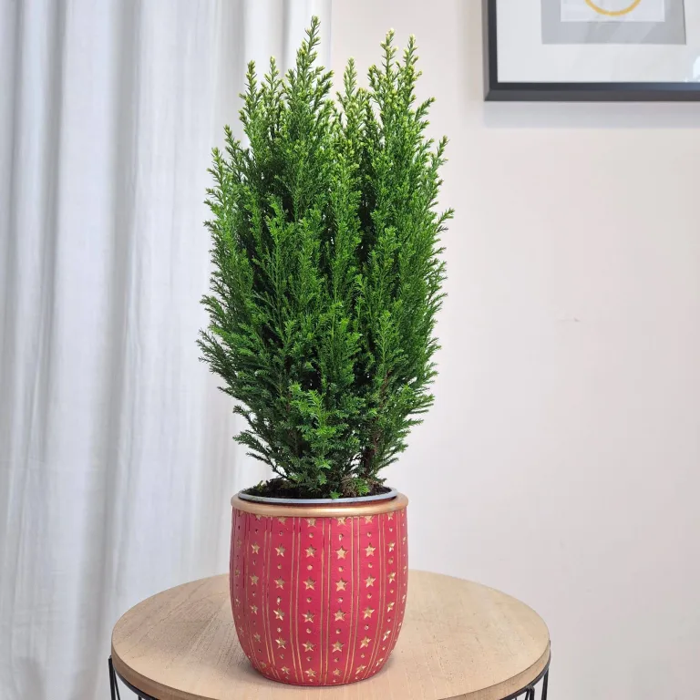 Osłonka na doniczkę ceramiczna czerwona świąteczna w złote gwiazdki 12cm