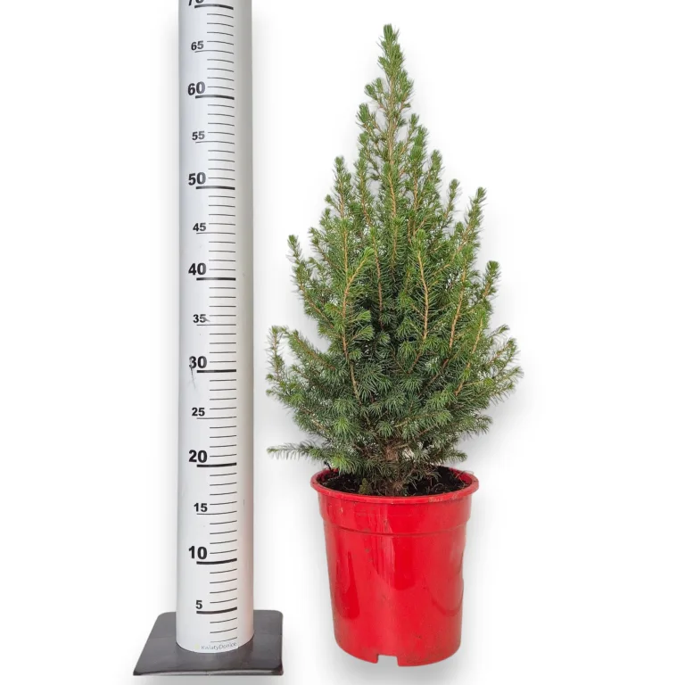 Świerk biały (Picea abies 'Conica') 65cm