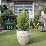 Świerk biały (Picea abies 'Conica') 65cm