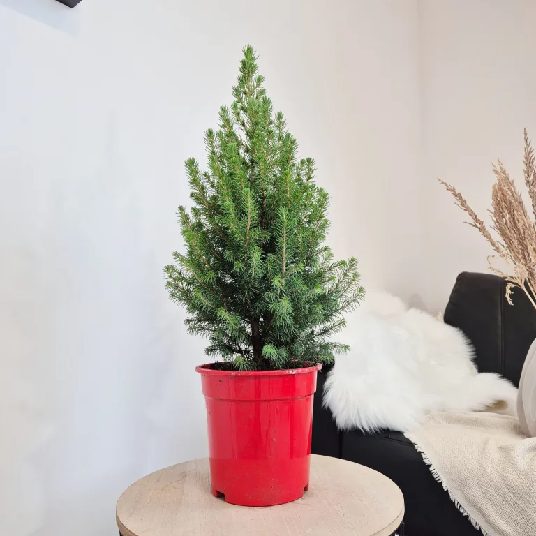 Świerk biały (Picea abies 'Conica') 65cm