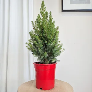 Świerk biały (Picea abies 'Conica') 65cm
