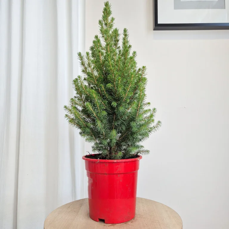 Świerk biały (Picea abies 'Conica') 65cm