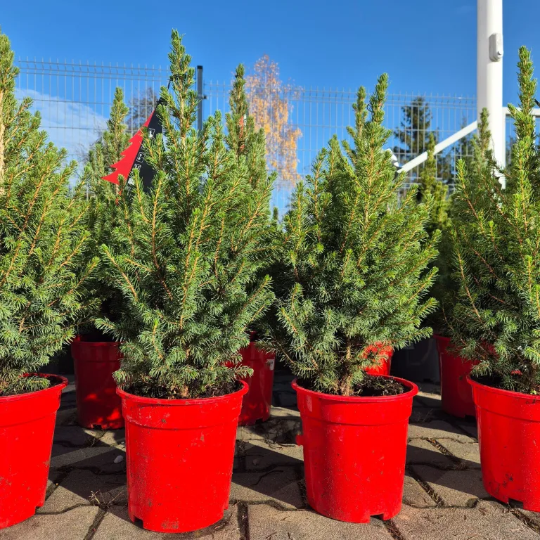 Świerk biały (Picea abies 'Conica') 65cm