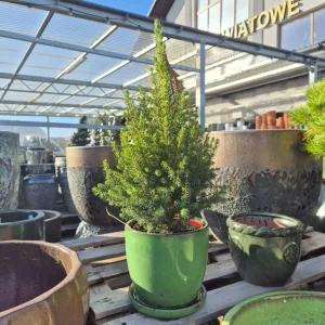 Świerk biały (Picea abies 'Conica') 65cm