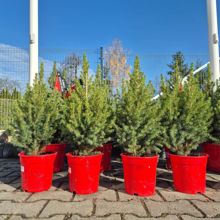 Świerk biały (Picea abies 'Conica') 65cm