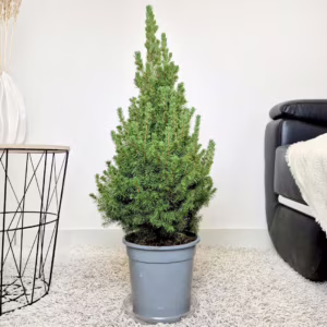 Świerk biały (Picea abies 'Conica') 80cm