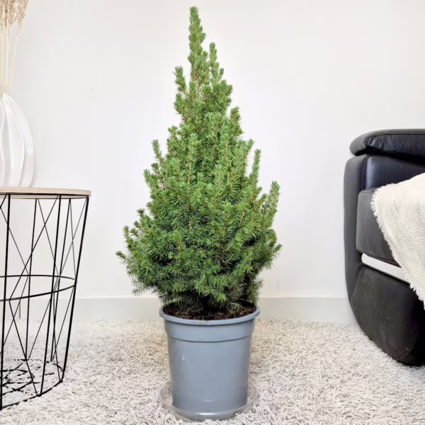 Świerk biały (Picea abies 'Conica') 80cm