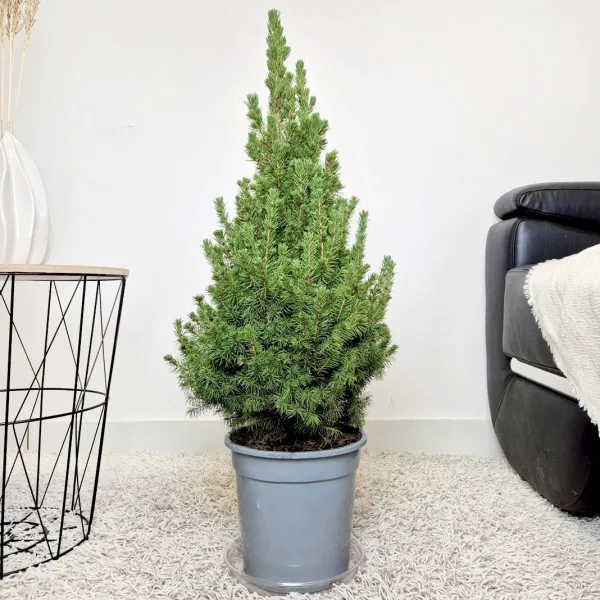 Świerk biały (Picea abies 'Conica') 80cm