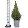 Świerk biały (Picea abies 'Conica’) 80cm