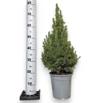 Świerk biały (Picea abies 'Conica') 80cm