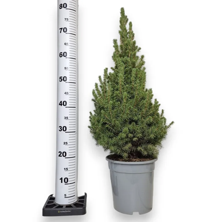 Świerk biały (Picea abies 'Conica') 80cm