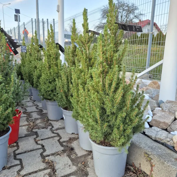 Świerk biały (Picea abies 'Conica') 80cm