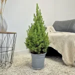 Świerk biały (Picea abies 'Conica') 80cm