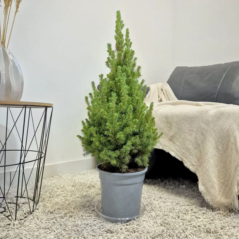 Świerk biały (Picea abies 'Conica') 80cm