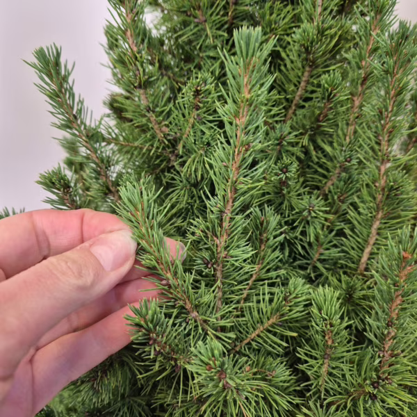 Świerk biały (Picea abies 'Conica') 80cm
