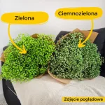 Gipsówka stabilizowana wiecznie żywa ciemno zielona duży bukiet