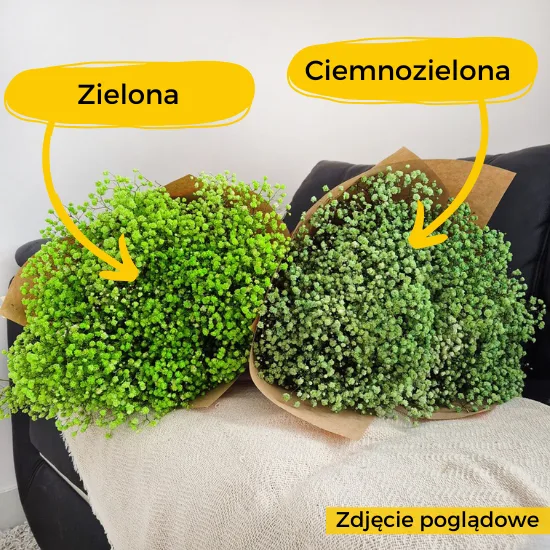 Gipsówka stabilizowana wiecznie żywa ciemno zielona duży bukiet