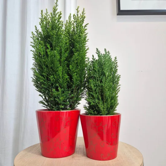 Osłonka ceramiczna czerwona ze złotym połysk