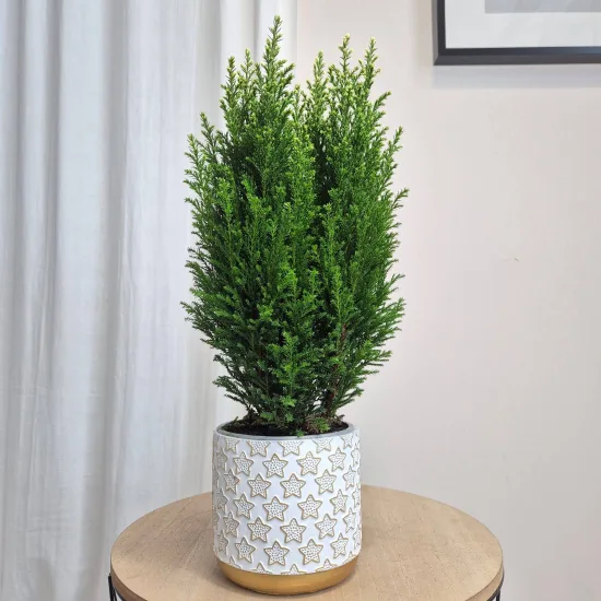 Osłonka na doniczkę ceramiczna biała świąteczna w złote gwiazdki 12cm