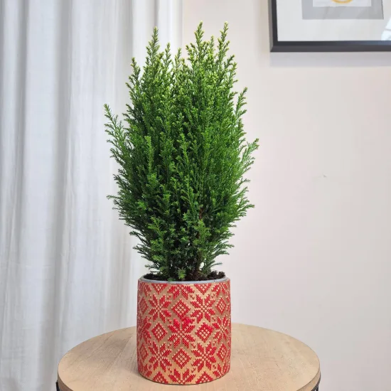 Osłonka na doniczkę ceramiczna złota świąteczna w czerwone śnieżynki 12cm