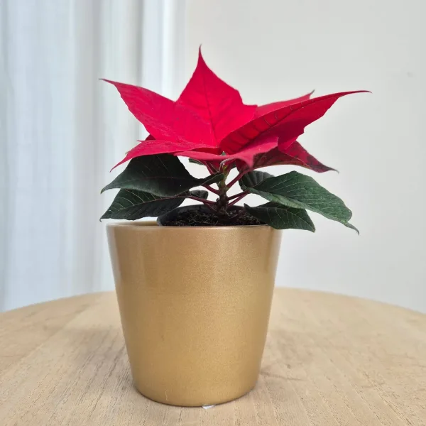 Osłonka ceramiczna złota połysk