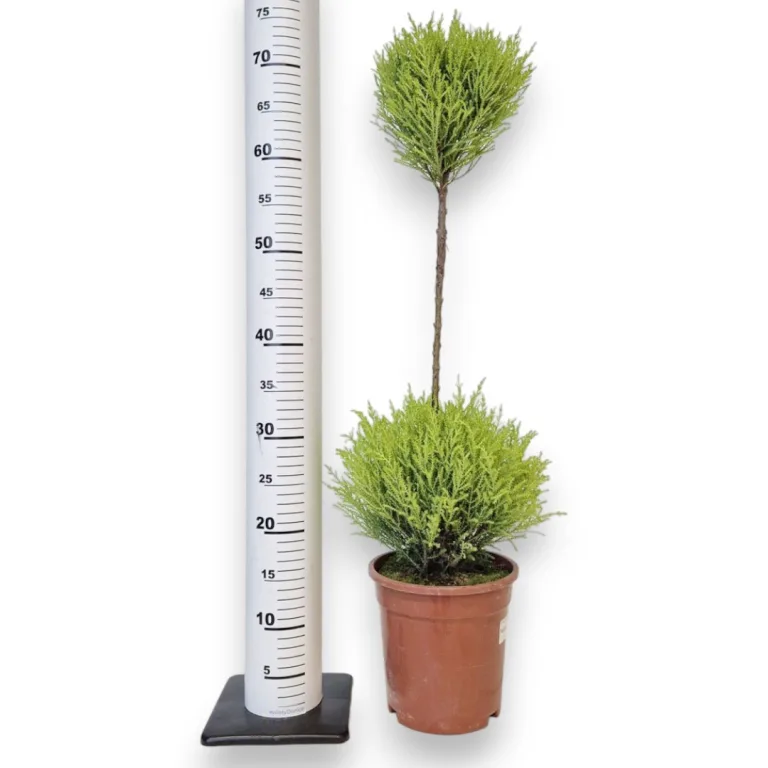 Cyprysik (Cupressus 'Goldcrest Wilma') mini choinka 75cm