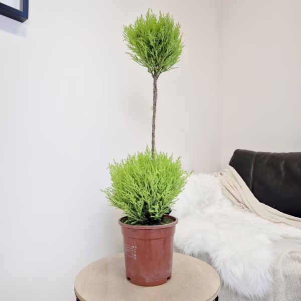 Cyprysik (Cupressus 'Goldcrest Wilma') mini choinka 70-75cm