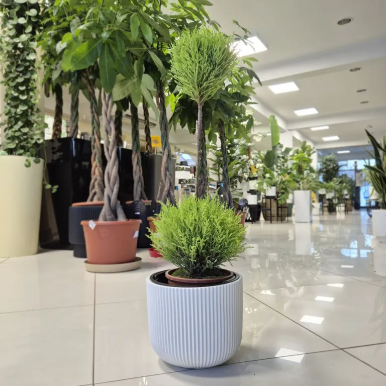 Cyprysik (Cupressus 'Goldcrest Wilma') mini choinka 75cm