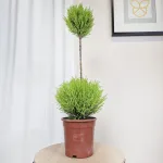 Cyprysik (Cupressus 'Goldcrest Wilma') mini choinka 75cm