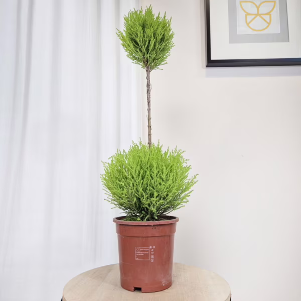 Cyprysik (Cupressus 'Goldcrest Wilma') mini choinka 75cm