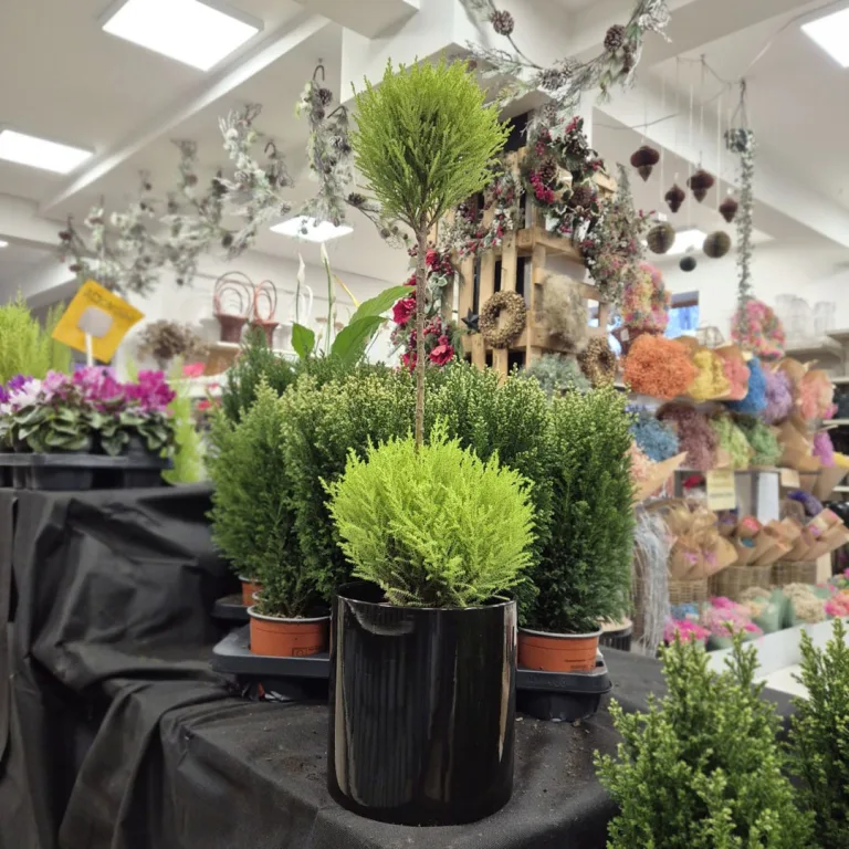 Cyprysik (Cupressus 'Goldcrest Wilma') mini choinka 75cm