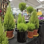 Cyprysik (Cupressus 'Goldcrest Wilma') mini choinka 75cm