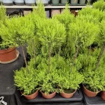 Cyprysik (Cupressus 'Goldcrest Wilma') mini choinka 75cm