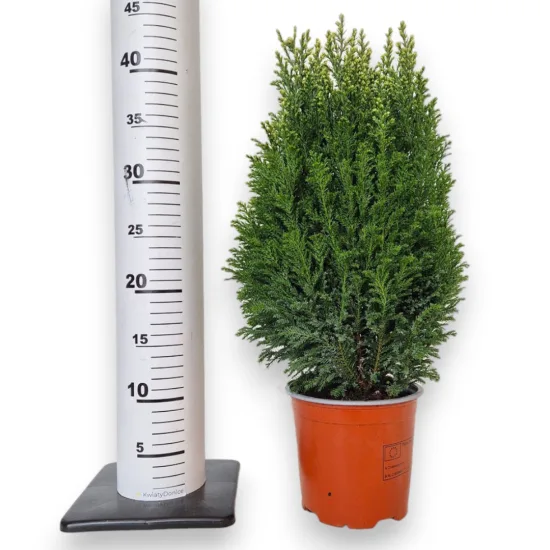 Cyprysik (Cupressus Lawsona 'Ellwoodii Snow White') 45cm