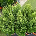 Cyprysik (Cupressus Lawsona 'Ellwoodii Snow White') 45cm