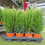 Cyprysik (Cupressus Lawsona 'Ellwoodii Snow White') 45cm