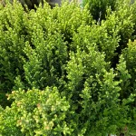 Cyprysik (Cupressus Lawsona 'Ellwoodii Snow White') 45cm