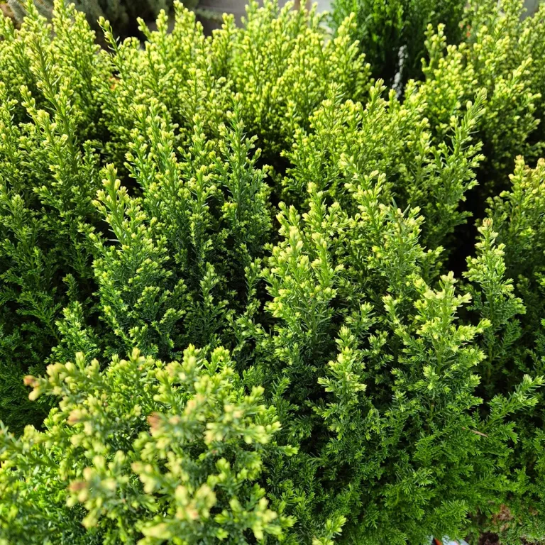 Cyprysik (Cupressus Lawsona 'Ellwoodii Snow White') 45cm