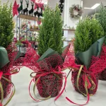 Cyprysik (Cupressus Lawsona 'Ellwoodii Snow White') 45cm