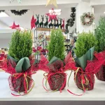 Cyprysik (Cupressus Lawsona 'Ellwoodii Snow White') 45cm