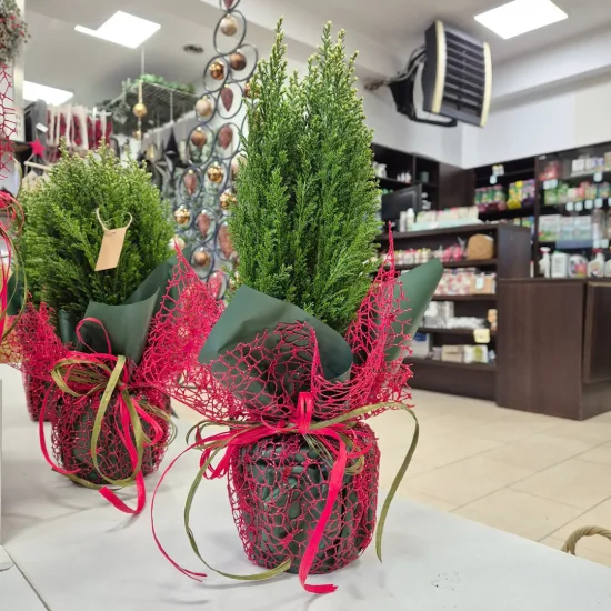 Cyprysik (Cupressus Lawsona 'Ellwoodii Snow White') 45cm