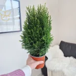 Cyprysik (Cupressus Lawsona 'Ellwoodii Snow White') 45cm