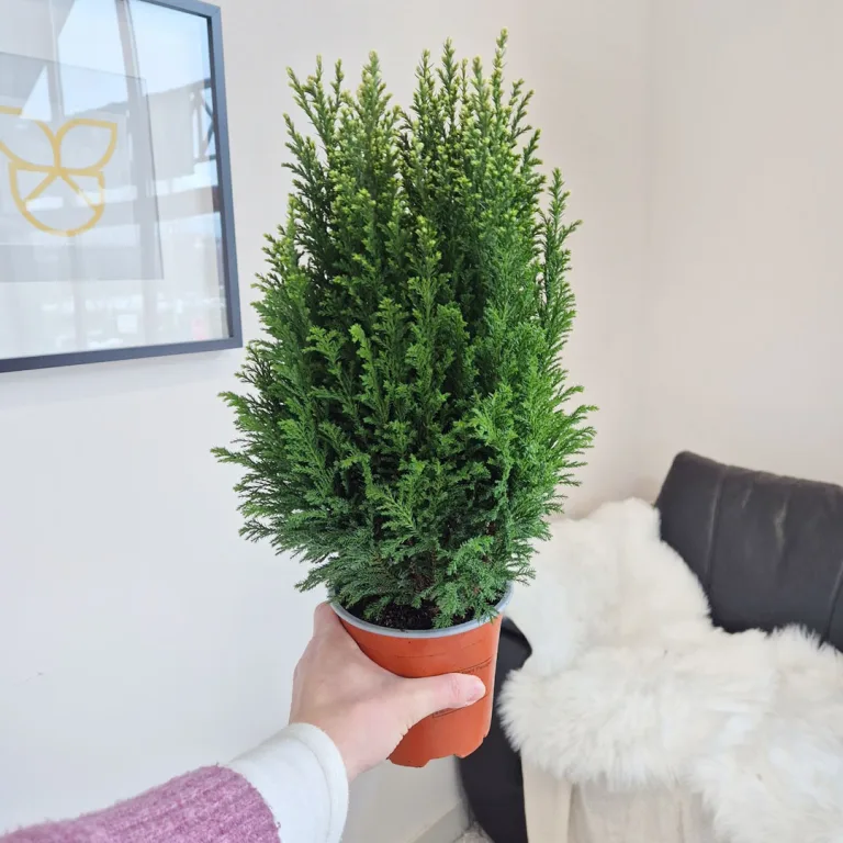 Cyprysik (Cupressus Lawsona 'Ellwoodii Snow White') 45cm