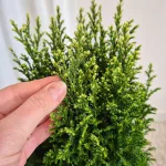 Cyprysik (Cupressus Lawsona 'Ellwoodii Snow White') 45cm