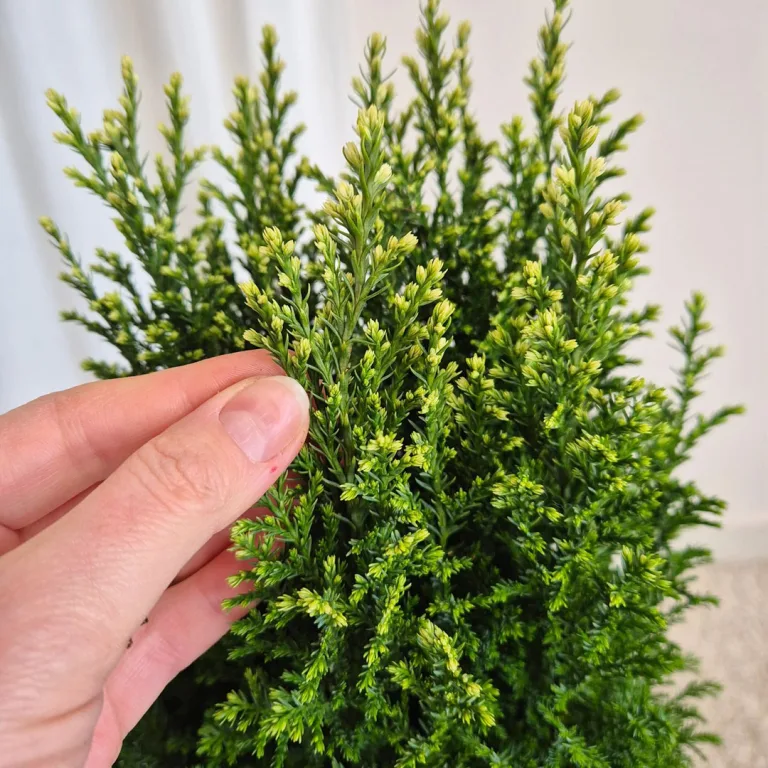 Cyprysik (Cupressus Lawsona 'Ellwoodii Snow White') 45cm