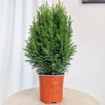 Cyprysik (Cupressus Lawsona 'Ellwoodii Snow White') 45cm