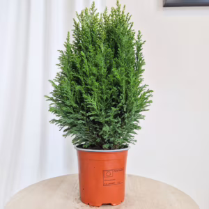 Cyprysik (Cupressus Lawsona 'Ellwoodii Snow White') 45cm